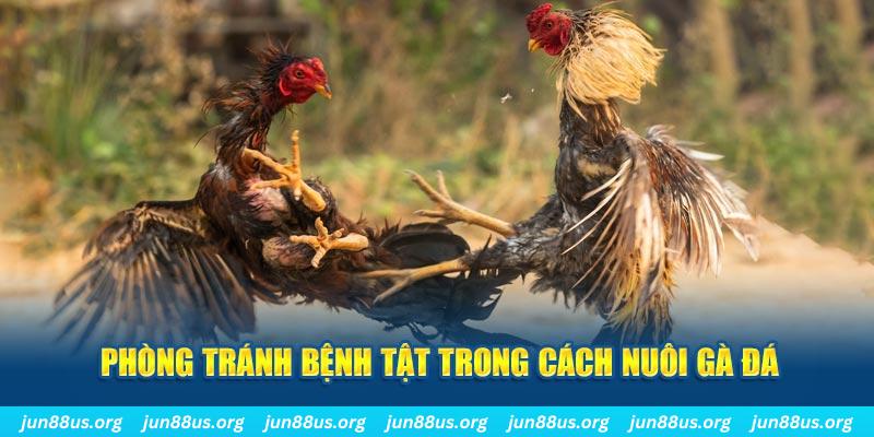 33win win natural” trong baccarat nghĩa là gì？